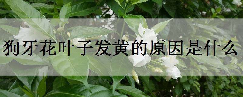 狗牙花叶子发黄的原因是什么