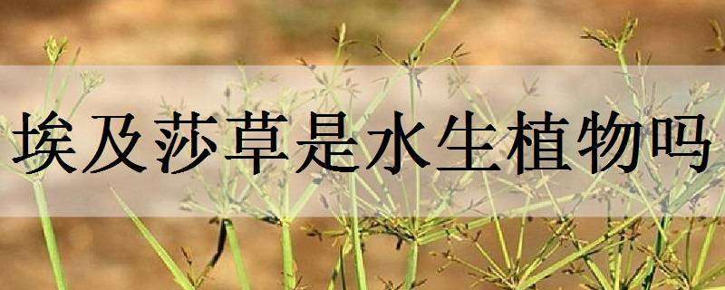 埃及莎草是水生植物吗（埃及莎草花）