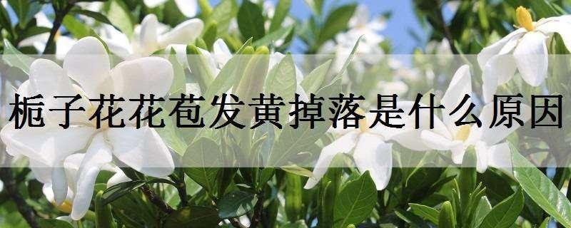 栀子花花苞发黄掉落是什么原因