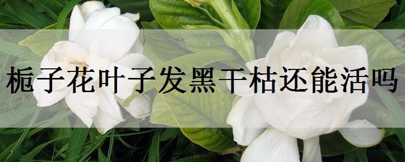 栀子花叶子发黑干枯还能活吗（栀子花叶子发黑干枯还能活吗怎么治）