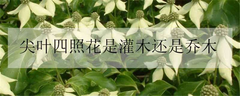 尖叶四照花是灌木还是乔木