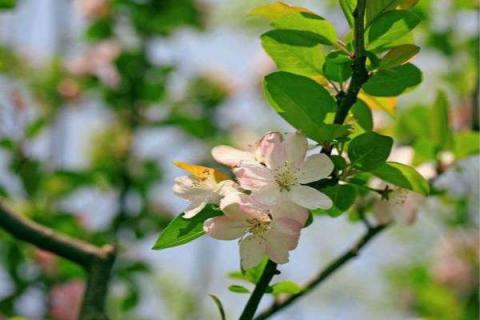 海棠花什么时候开花 花期是几月份