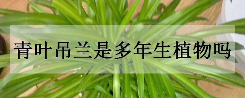 青叶吊兰是多年生植物吗 青叶吊兰是多年生植物吗图片