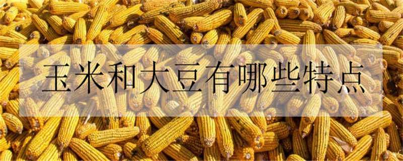 玉米和大豆有哪些特点