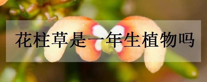 花柱草是一年生植物吗（花柱草是一年生植物吗图片）