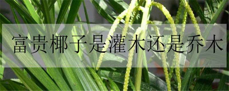 富贵椰子是灌木还是乔木（富贵椰子属于什么植物）