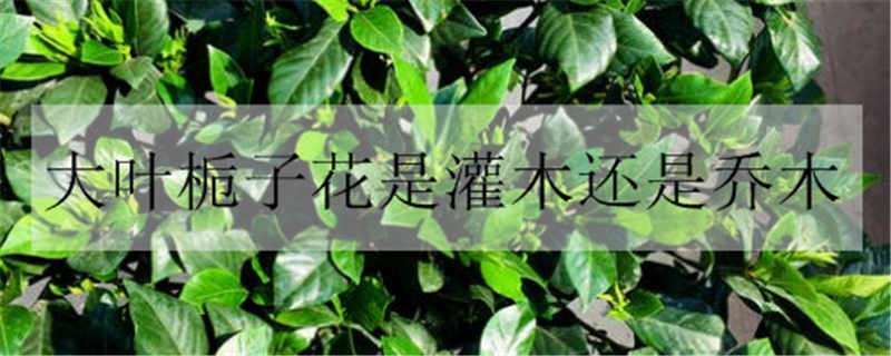 大叶栀子花是灌木还是乔木 栀子花是乔木吗