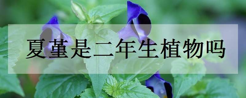 夏堇是二年生植物吗 夏堇是一年生花卉吗