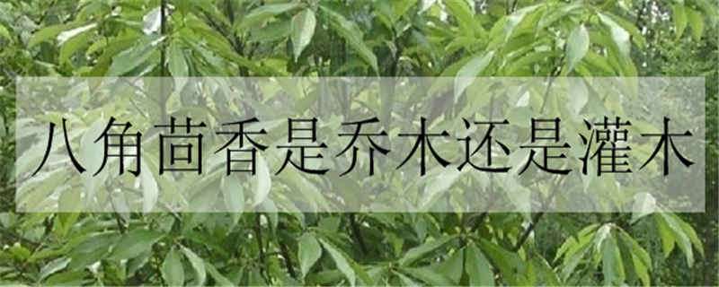 八角茴香是乔木还是灌木