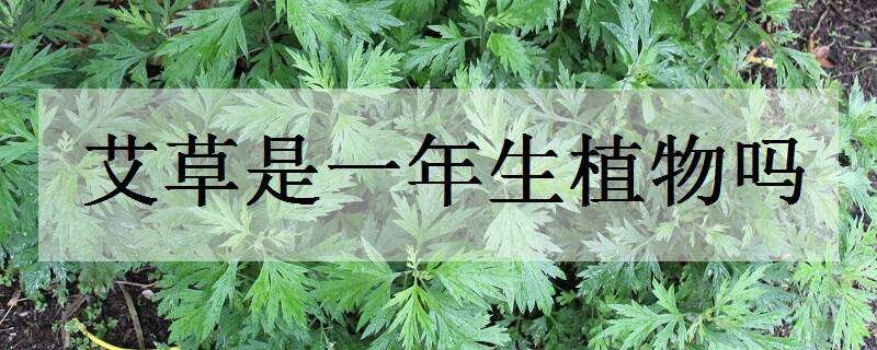 艾草是一年生植物吗