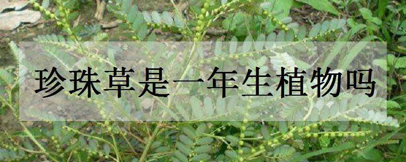 珍珠草是一年生植物吗