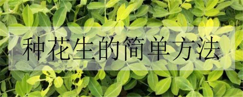 种花生的简单方法（种花生的简单方法图片）