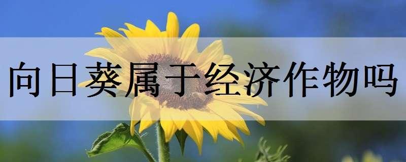 向日葵属于经济作物吗