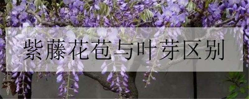 紫藤花苞与叶芽区别（紫藤花苞与叶芽区别是什么）