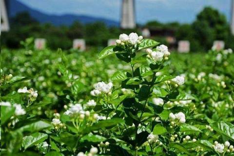 最香的茉莉花品种是什么 最香的茉莉花品种是什么花