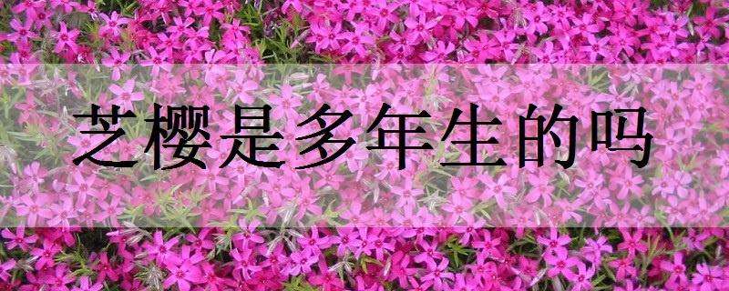 芝樱是多年生的吗 芝樱花是多年生的吗