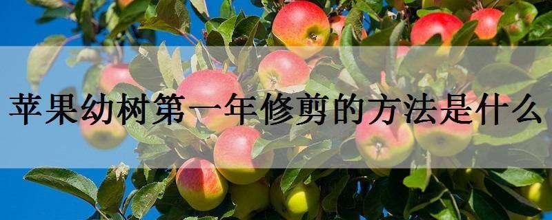 苹果幼树第一年修剪的方法是什么 一年的苹果幼树怎么修剪