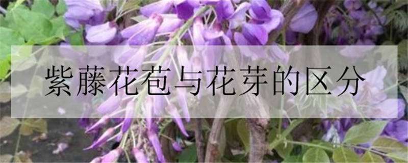 紫藤花苞与花芽的区分（紫藤花苞和花芽图片）