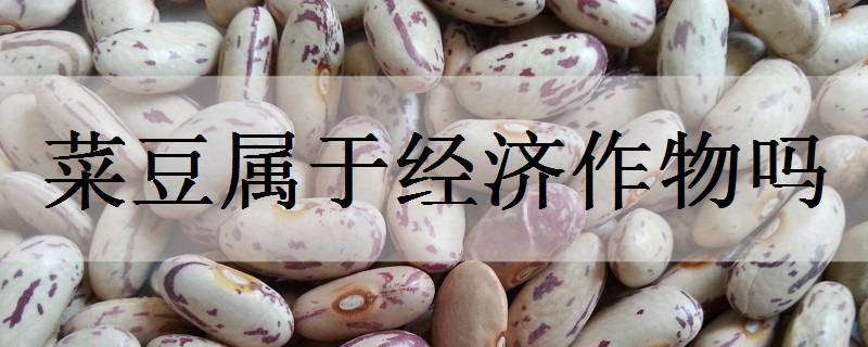 菜豆属于经济作物吗 菜豆属于经济作物吗为什么