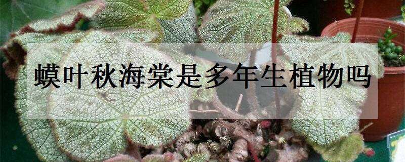 蟆叶秋海棠是多年生植物吗