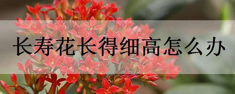 长寿花长得细高怎么办（长寿花长得细高怎么办啊）