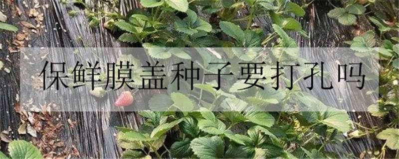 保鲜膜盖种子要打孔吗 用保鲜膜盖种子用不用打孔