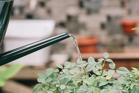 植物浇水过多叶片症状有哪些 植物水浇多了叶子会怎么样