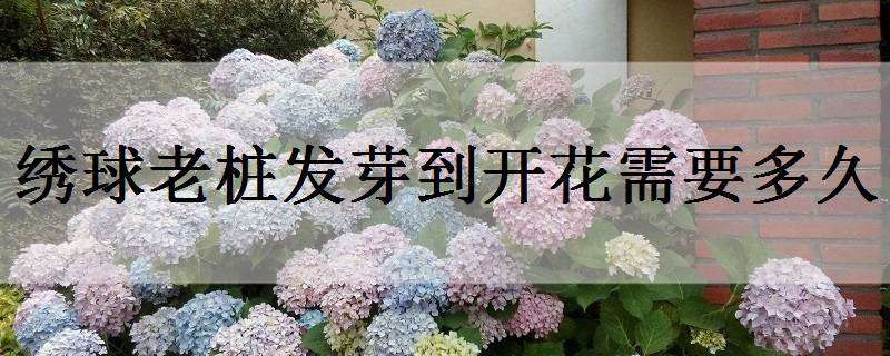 绣球老桩发芽到开花需要多久