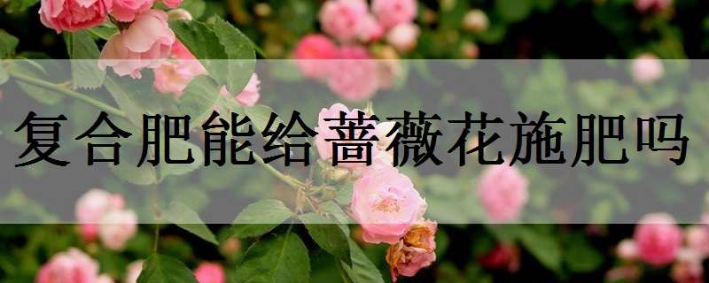 复合肥能给蔷薇花施肥吗（蔷薇花施肥施什么肥料）