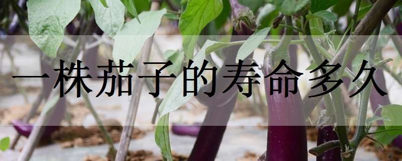 一株茄子的寿命多久（一株茄子的寿命多久啊）