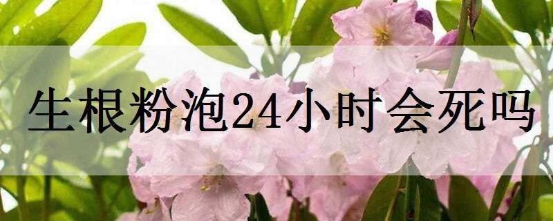 生根粉泡24小时会死吗