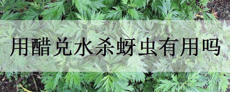 用醋兑水杀蚜虫有用吗（醋水能治蚜虫吗?）