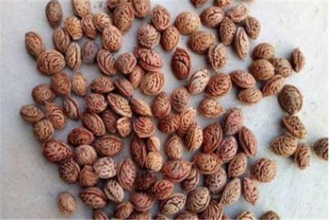 桃树种子需要去外壳种植吗 桃树种子需要去外壳种植吗