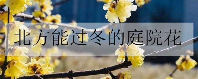 北方能过冬的庭院花有哪些 北方能过冬的庭院花卉