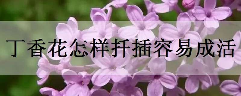 丁香花怎样扦插容易成活