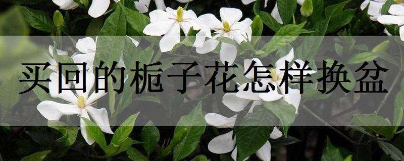 买回的栀子花怎样换盆（买回的栀子花怎样换盆视频）