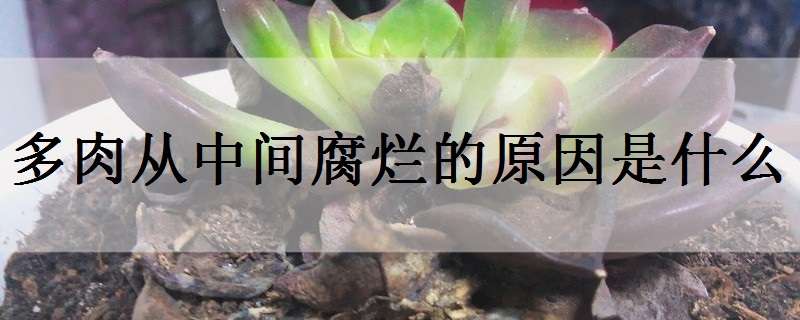 多肉从中间腐烂的原因是什么 多肉植物从中部腐烂怎么回事