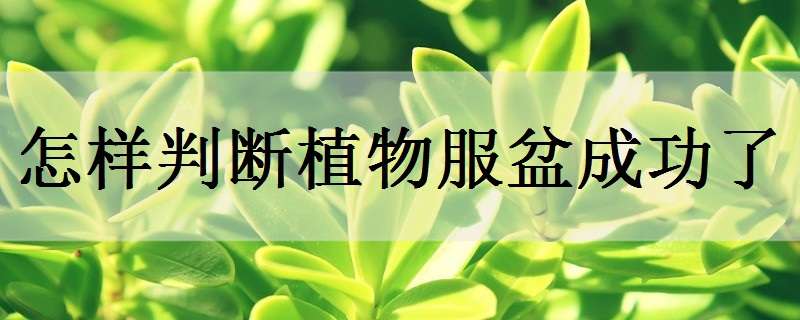 怎样判断植物服盆成功了 怎么看植物是否服盆