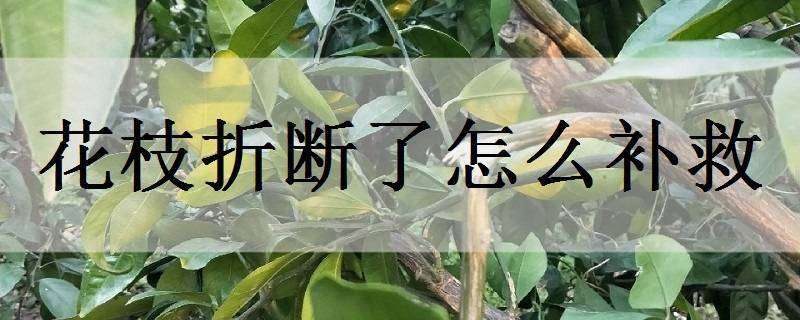 花枝折断了怎么补救（花枝折了没有断怎么办）