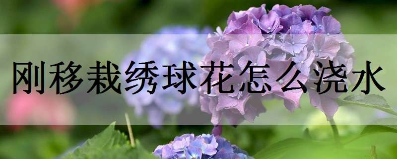 刚移栽绣球花怎么浇水（新种的绣球花怎么浇水）