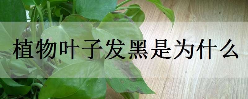 植物叶子发黑是为什么