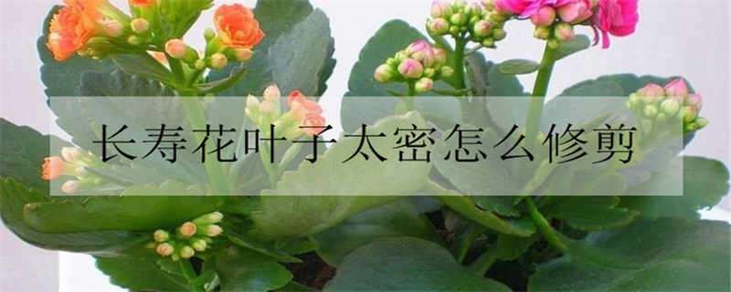 长寿花叶子太密怎么修剪（长寿花叶子太大太密怎么修剪）