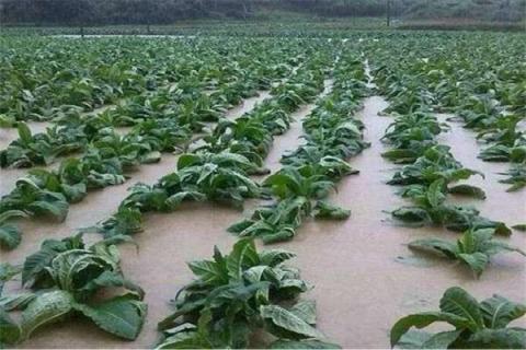 连续阴雨天大棚蔬菜怎么管理 连雨天大棚蔬菜如何管理