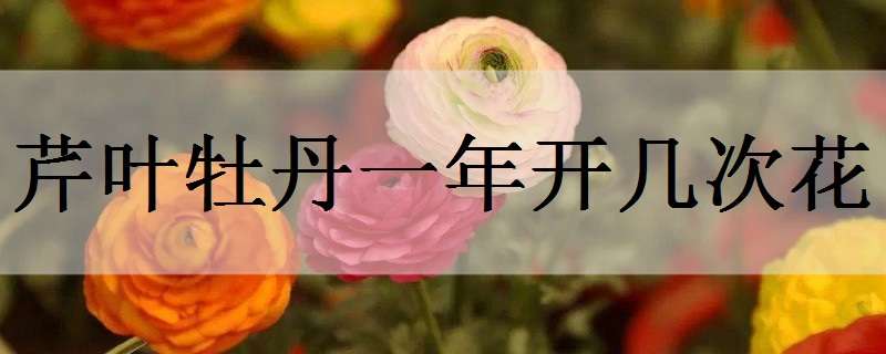 芹叶牡丹一年开几次花