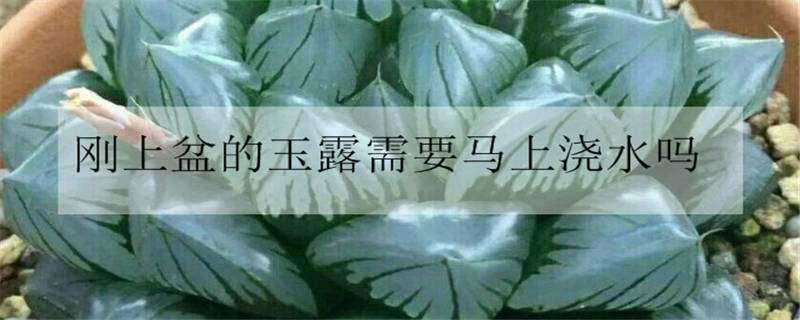 刚上盆的玉露需要马上浇水吗