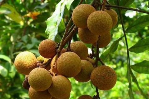 桂圆4a大还是6a大 等级如何划分 桂圆4a大还是6a大 等级如何划分