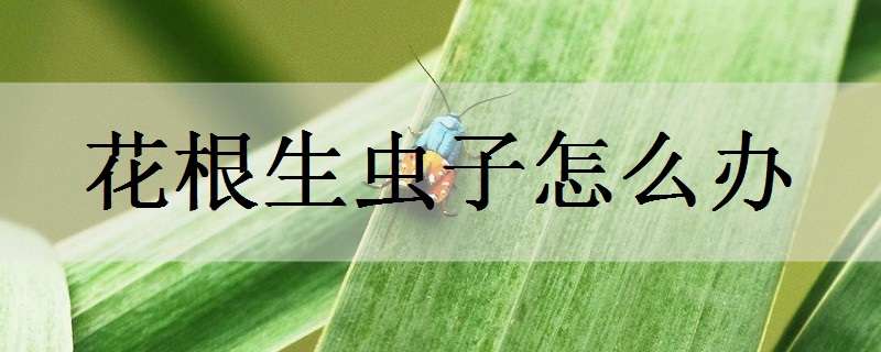 花根生虫子怎么办（花树根部生虫了怎么办）