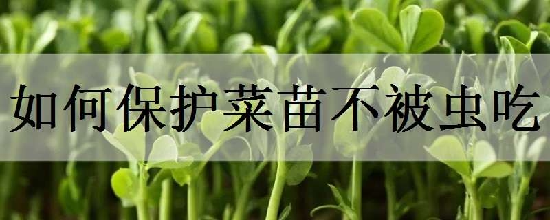 如何保护菜苗不被虫吃 种白菜出苗后不被虫吃的妙招