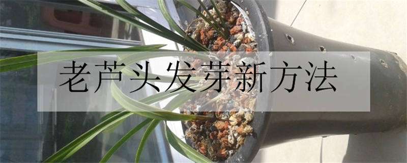 老芦头发芽新方法（老芦头发芽新方法是什么）