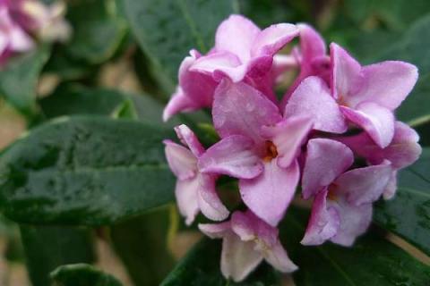 瑞香花长什么样（瑞香花长什么样子）